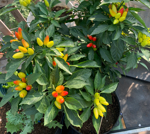 Chang trai bien san thuong thanh trang trai thu nho khien ai cung me-Hinh-13