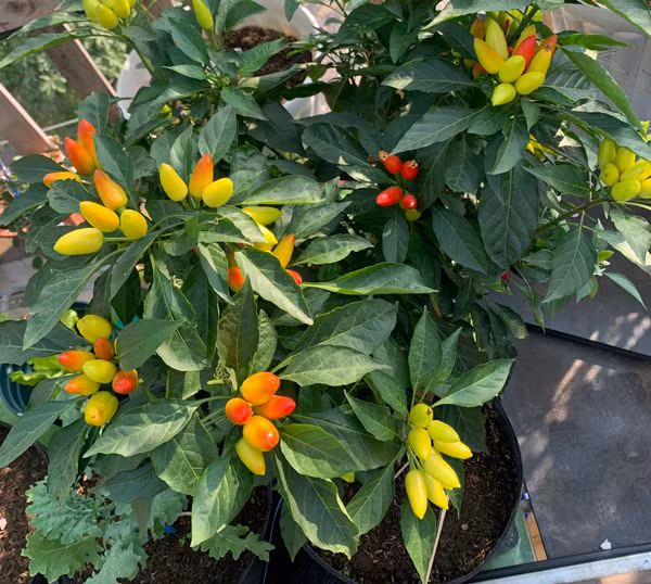 Chang trai bien san thuong thanh trang trai thu nho khien ai cung me-Hinh-13