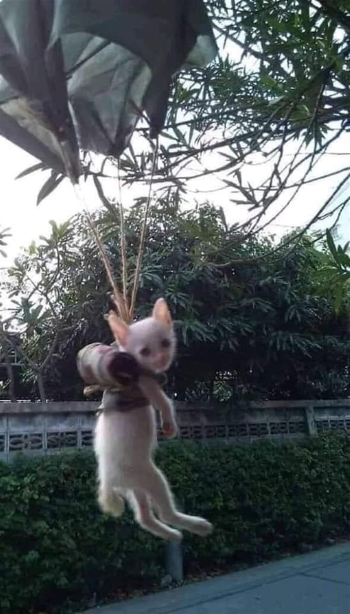 "Chào hooman em đi khám phá vòng quanh thế giới đây!" - mèo said.