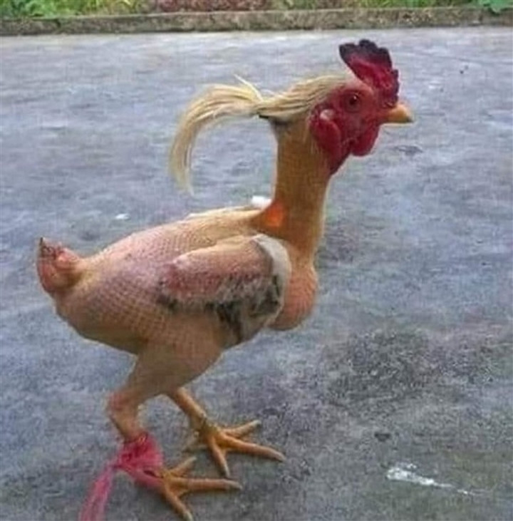 Chú gà bị lột trần như nhộng.
