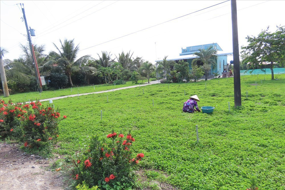 Những loại cây leo bờ rào nông dân kiếm tiền triệu ảnh 7