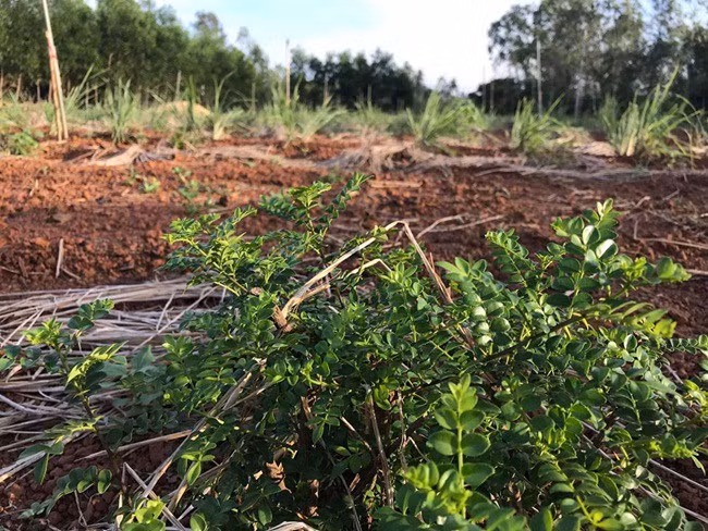 Những loại cây leo bờ rào nông dân kiếm tiền triệu ảnh 10