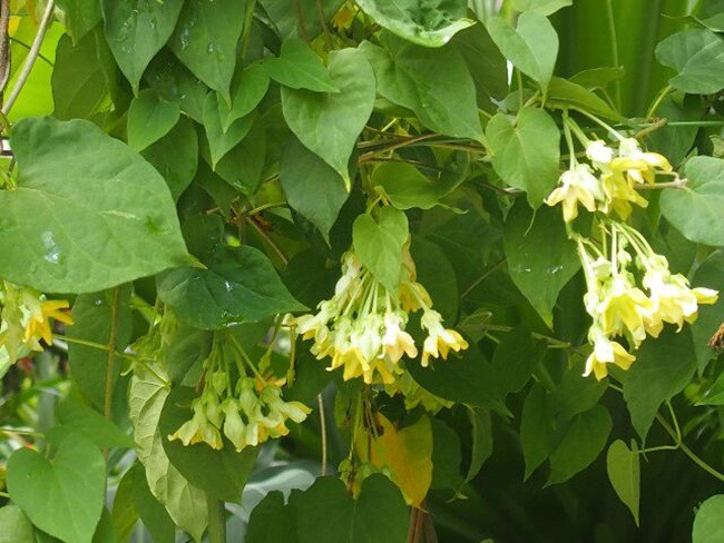 Những loại cây leo bờ rào nông dân kiếm tiền triệu ảnh 1