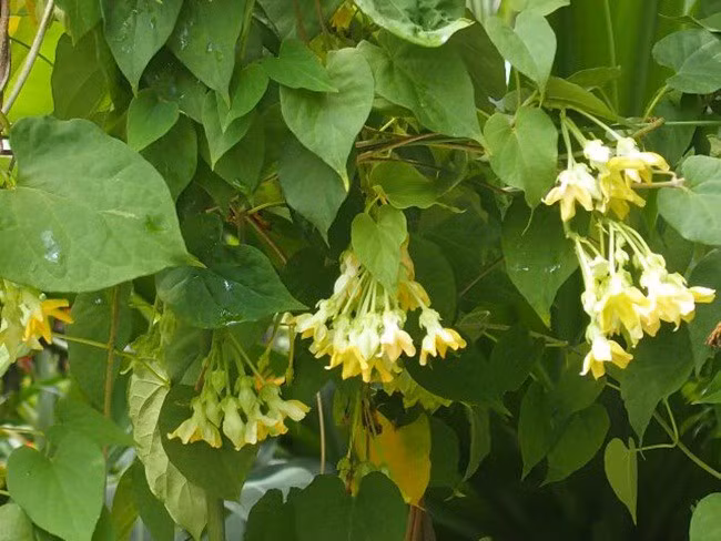 Những loại cây leo bờ rào nông dân kiếm tiền triệu ảnh 1