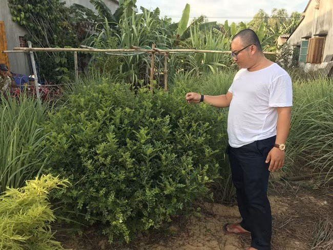 Những loại cây leo bờ rào nông dân kiếm tiền triệu ảnh 9