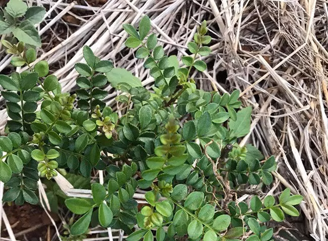 Những loại cây leo bờ rào nông dân kiếm tiền triệu ảnh 11