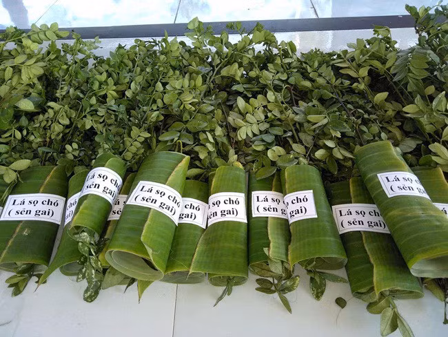 Những loại cây leo bờ rào nông dân kiếm tiền triệu ảnh 12