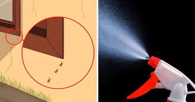 Meo giup diet tru 10 loai con trung nguy hiem nay trong nha-Hinh-4