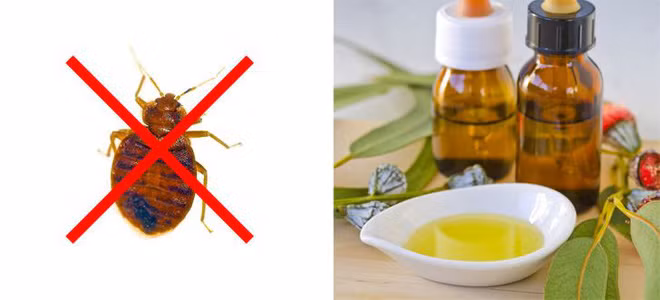 Meo giup diet tru 10 loai con trung nguy hiem nay trong nha-Hinh-8