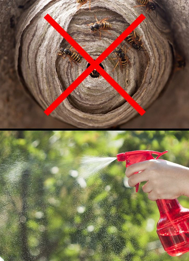 Meo giup diet tru 10 loai con trung nguy hiem nay trong nha-Hinh-6