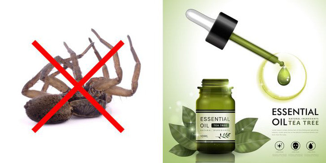 Meo giup diet tru 10 loai con trung nguy hiem nay trong nha-Hinh-7