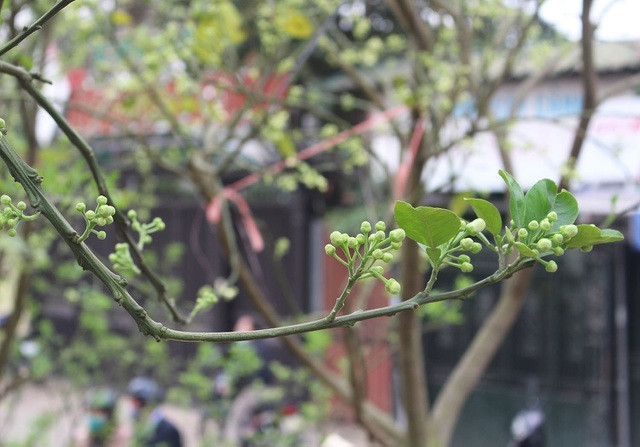 Những chùm hoa bưởi đầu mùa khoe sắc làm say lòng người đối diện.