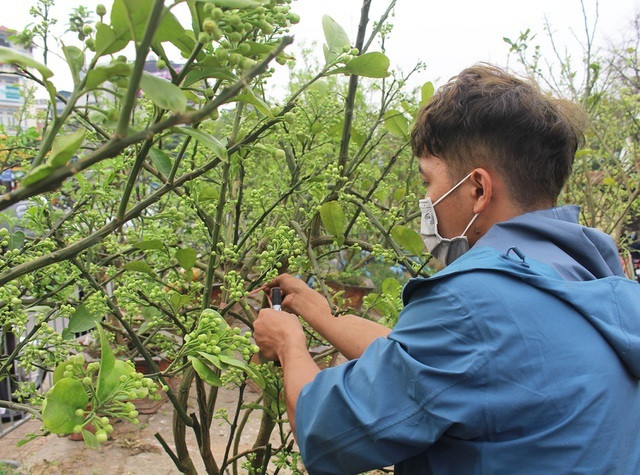 Theo tiết lộ, năm nay, anh Phục mang ra thương mại gần 500 cây bưởi Diễn, dòng chuyên cho hoa với giá bán linh hoạt. Như cây nhỏ, loại đặt để ở bàn uống nước là 100.000 đồng/cây, cây cỡ vừa là 500.000 - 1.000.000 đồng/cây, cây to từ 1,5 - 2 triệu đồng/cây.