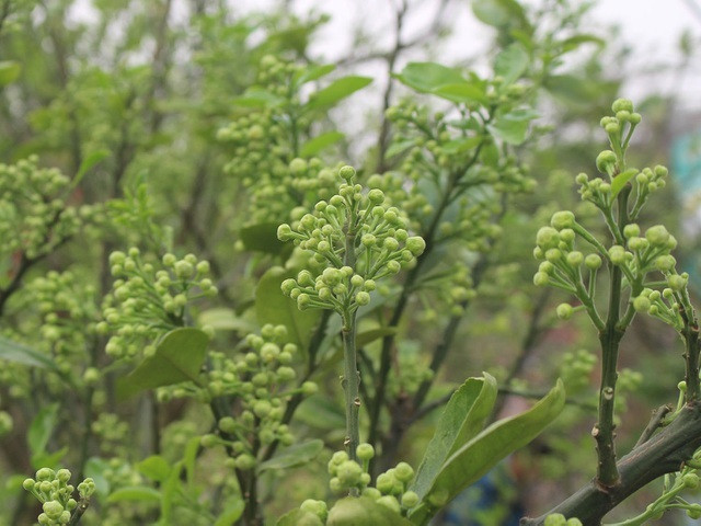 Dân Hà thành vung tiền lấy cả cây lẫn chậu hoa bưởi Dan Ha thanh vung tien lay ca cay lan chau hoa buoi