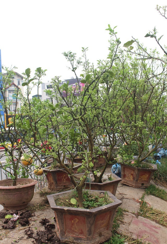 Thời gian cây bưởi nở hoa là sau Tết Nguyên đán, mùa hoa sẽ kéo dài từ 30 - 45 ngày.