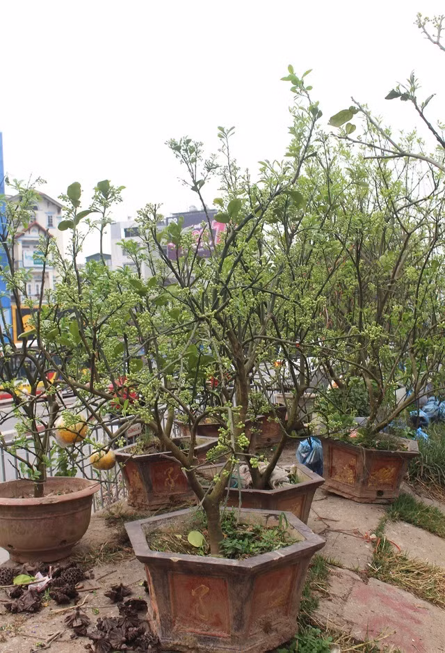 Thời gian cây bưởi nở hoa là sau Tết Nguyên đán, mùa hoa sẽ kéo dài từ 30 - 45 ngày.