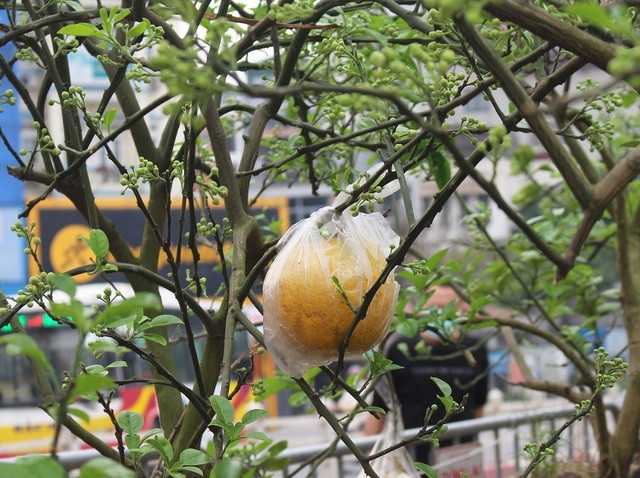 Hết mùa hoa, cây vẫn ra quả bình thường nhưng không nhiều, chủ yếu là ở các cây to, có tuổi đời từ 2 năm trở lên. Theo lý giải của nhà vườn, các nhánh, cành, thân cây được chiết ghép nhằm đích cho hoa nên khá mỏng và yếu, khó đỡ được quả khi phát triển nên thường bị rụng.