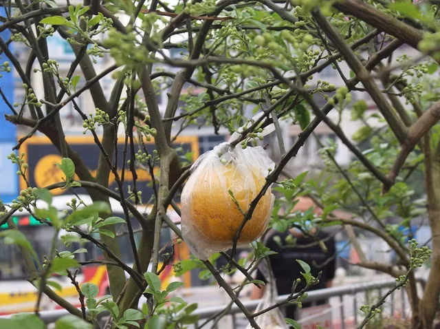 Hết mùa hoa, cây vẫn ra quả bình thường nhưng không nhiều, chủ yếu là ở các cây to, có tuổi đời từ 2 năm trở lên. Theo lý giải của nhà vườn, các nhánh, cành, thân cây được chiết ghép nhằm đích cho hoa nên khá mỏng và yếu, khó đỡ được quả khi phát triển nên thường bị rụng.