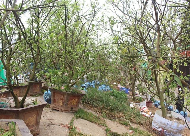 "Đây là dòng bưởi Diễn được nhà vườn trồng theo phương pháp chiết cành nhằm mục đích lấy cây chuyên cho hoa. Như 1 cây to, trưởng thành bán với giá 2 triệu đồng/cây là tôi ươm, chăm sóc mất 1,5 - 2 năm"- anh kể.