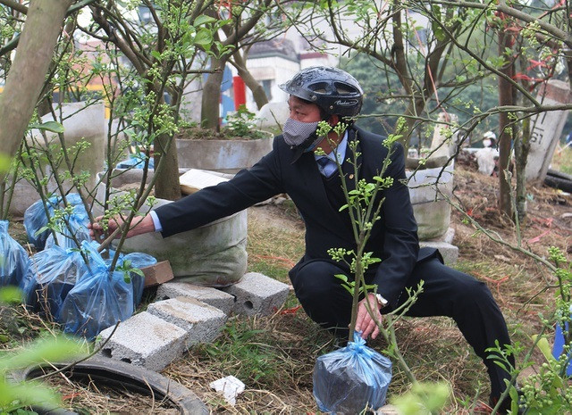 Nhiều người kỹ tính, cẩn trọng khi xông pha vào tận vườn để tìm được cây bưởi ưng ý.