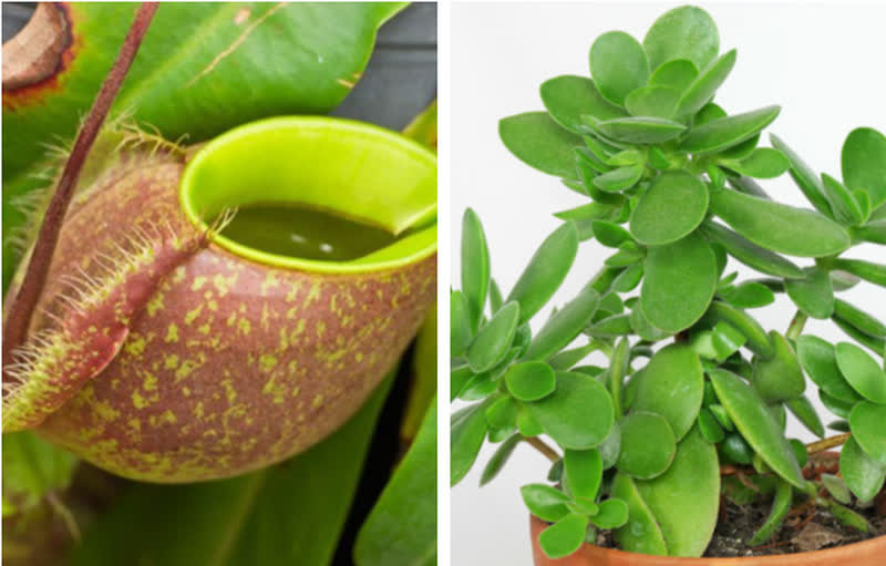 10 cay canh co y nghia phong thuy mang lai may man cho gia chu-Hinh-2