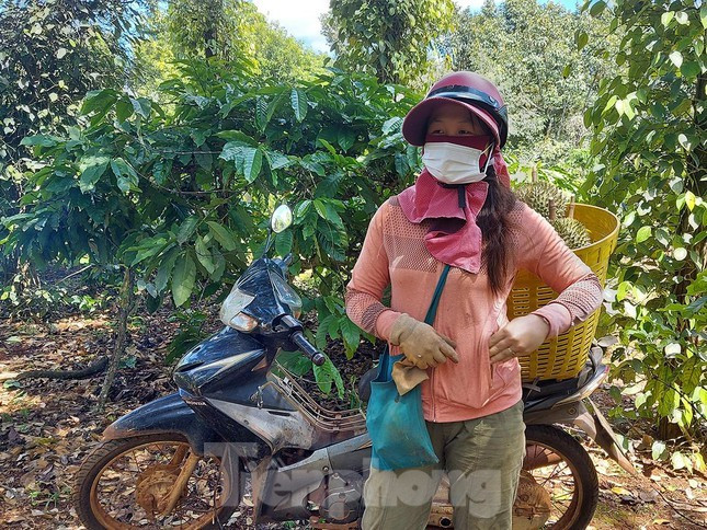 Chị Lý Thị Ân, chủ vựa sầu riêng ở xã Cư Suê, huyện Cư M'gar cho biết, nhiều khi không thuê được thợ, chị tự trèo lên hái luôn, không thua kém đàn ông.