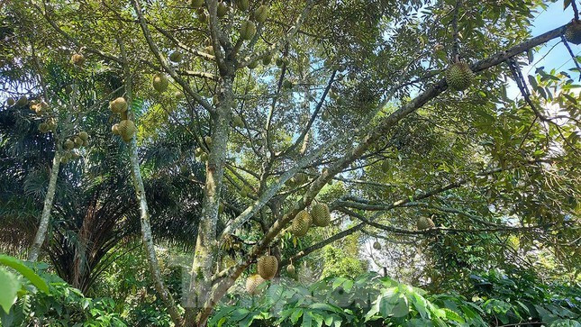 Nếu như ở Tây Nam bộ, sầu riêng vào mùa từ tháng 5 - 6, Đông Nam bộ vào tháng 6 - 7 thì Đắk Lắk lại vào mùa từ tháng 8 - 9 nên tránh được nguy cơ dội chợ.