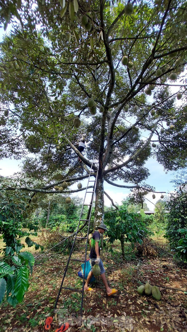 Ở Đắk Lắk, sầu riêng được trồng nhiều nhất ở huyện Krông Păk, tiếp đó là các huyện Cư Kuin, thành phố Buôn Ma Thuột, huyện Cư M'gar.