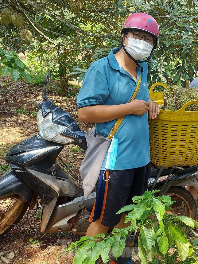 Anh Đặng Văn Huy (33 tuổi, chồng chị Ân), cho biết, với 5ha sầu riêng (trồng xen cà phê) một năm gia đình anh thu được khoảng 25 tấn quả, doanh thu khoảng 800 triệu - 1 tỷ đồng, sau khi trừ đi các chi phí đầu tư còn lãi được khoảng 300 triệu đồng. Tuy nhiên, theo Huy nghề này rất rủi ro, phụ thuộc chính vào thời tiết. Có năm chuẩn bị thu hoạch thì gặp giông lốc, cả 20 tấn sầu riêng bị gãy rụng. Chưa kể 2 năm trở lại đây dịch COVID-19 cũng khiến việc tiêu thụ sầu riêng khó khăn hơn.