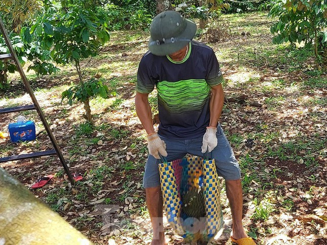 Một người ở bên dưới nhanh tay dùng một chiếc làn (giỏ) nhựa để hứng. Để tránh rủi ro, người hứng sầu riêng thường đội mũ cối, đeo găng tay dày. Trong ảnh quả sầu rơi xuống với trọng lực nặng làm cho chiếc làn nhựa lõm sâu.