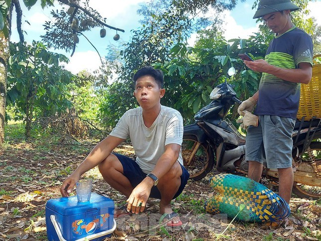 Anh Minh (SN 1988, trú tại thị trấn Phước An, huyện Krông Pắc) - một đầu mối thu mua sầu riêng cho biết, do dịch giã, hái sầu nguy hiểm nên vụ này anh tự trèo hái luôn. Thông thường, một người hái sầu riêng thuê sẽ được chủ trả công 1 triệu đồng/ngày.