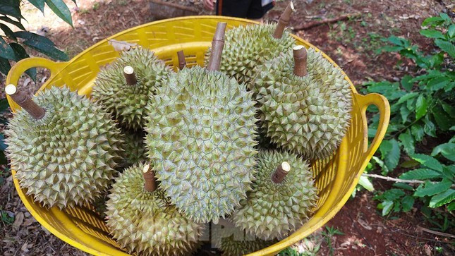 Sầu được tập kết vào các sọt nhựa