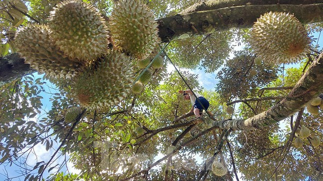 Tỉnh Đắk Lắk đã công nhận sầu riêng và bơ là hai loại cây ăn trái “đặc sản địa phương”. Ở đây nổi tiếng với các giống sầu riêng Ri6, Khổ Qua, Chín Hóa, Dona,…và cả sầu Tổng thống.