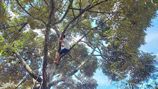 Hiện nay, sầu riêng Đắk Lắk mới bắt đầu cho thu hoạch