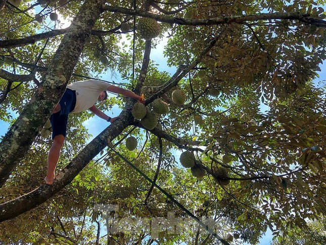 Vì đặc tính vỏ dày, nhiều gai nhọn cộng thêm việc mọc trên những tán cây cao, việc thu hái sầu riêng vì thế cũng vô cùng khó khăn. Cùng với phán đoán bằng mắt thường dựa vào bề ngoài của vỏ, người hái sầu thường dùng chiếc dao nhỏ (loại dao gọt hoa quả) gõ vào từng quả để kiểm tra độ chín, sau đó cắt cuống trái sầu riêng rồi thả xuống đất.