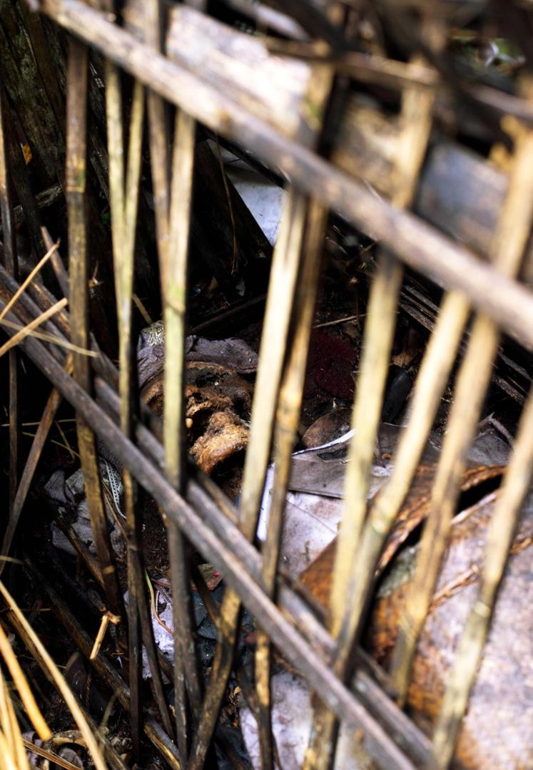 Su ky la den bat ngo ben cay co thu cua mot ngoi lang tai Bali-Hinh-3