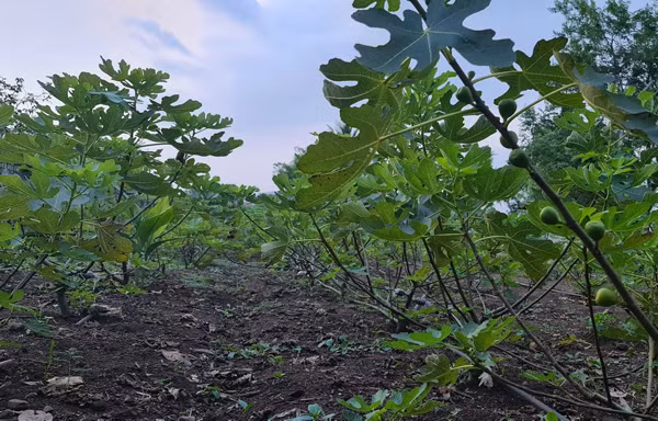 Bo 250.000 dong mua cay nay ve trong, sau 5 nam thu ve tram trieu/nam