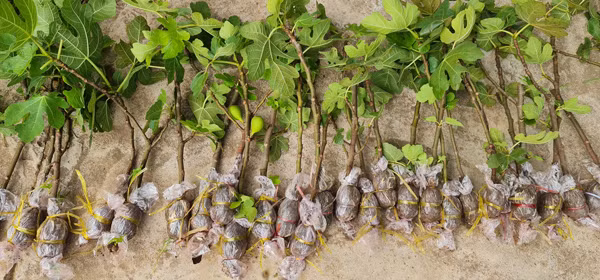 Bo 250.000 dong mua cay nay ve trong, sau 5 nam thu ve tram trieu/nam-Hinh-3