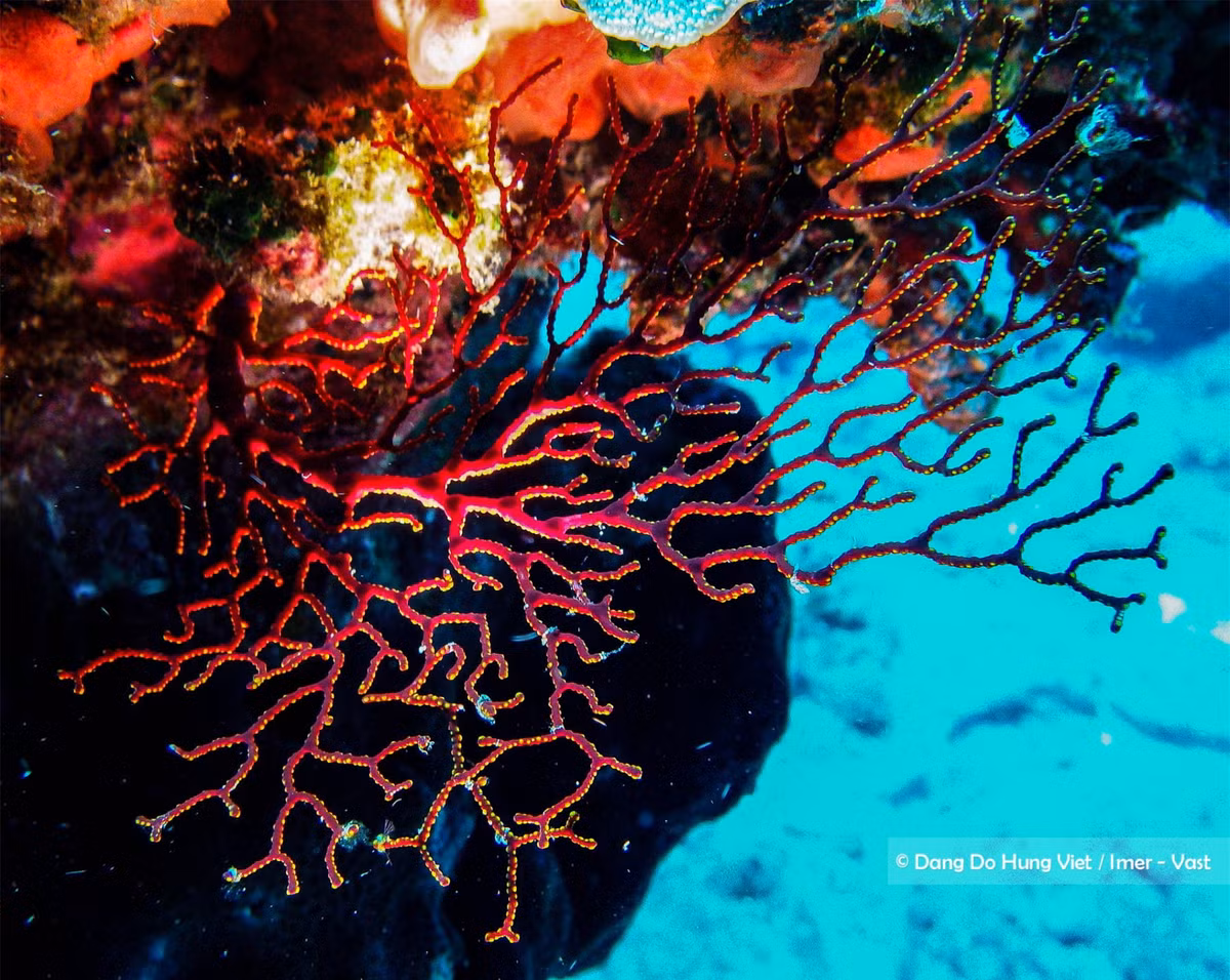 Khám phá thế giới đầy mê hoặc trong lòng đại dương 17