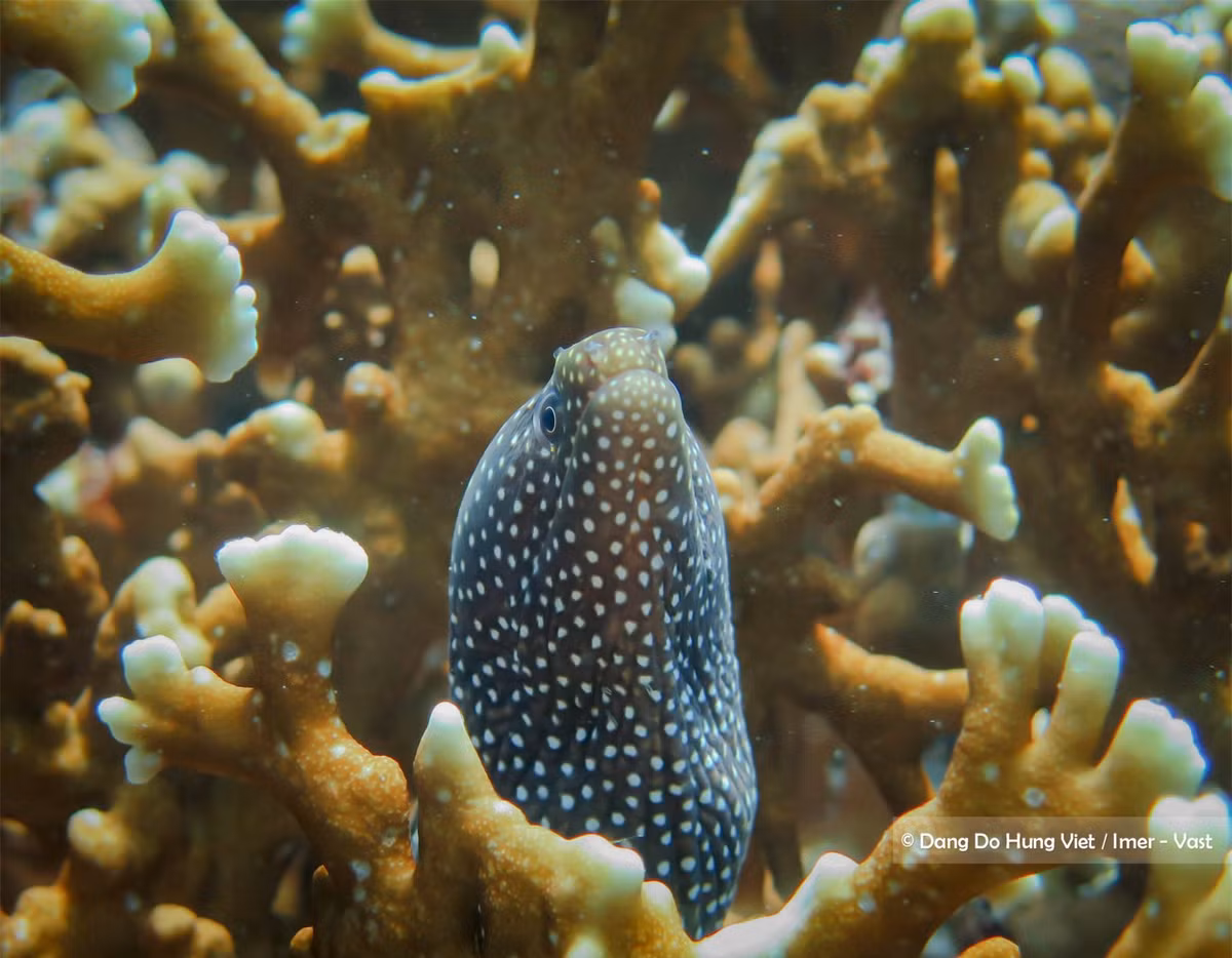 Khám phá thế giới đầy mê hoặc trong lòng đại dương 18