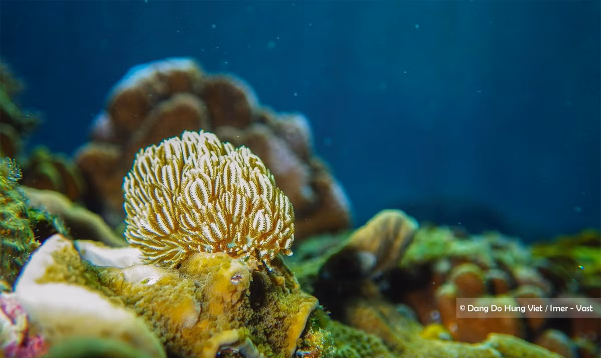 Khám phá thế giới đầy mê hoặc trong lòng đại dương 0