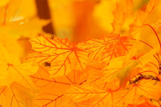 4 con giap don nhung dieu tot dep, thuan buom xuoi gio trong thang 9-Hinh-3