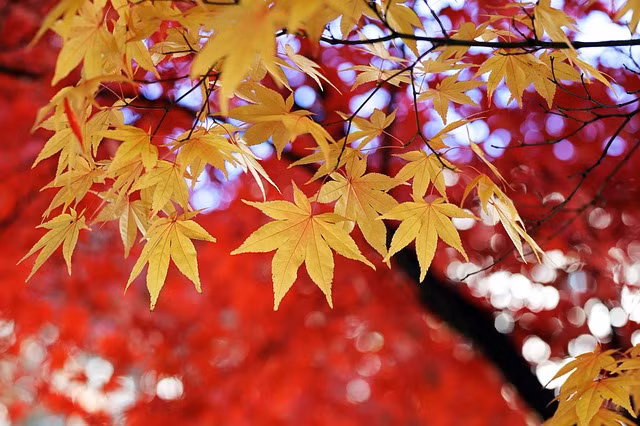 4 con giap don nhung dieu tot dep, thuan buom xuoi gio trong thang 9-Hinh-2