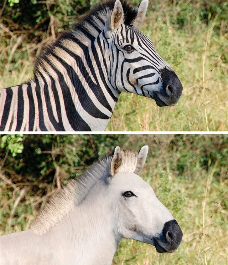 Các loài động vật mất đi điểm riêng biệt sẽ trông như thế nào? ảnh 4
