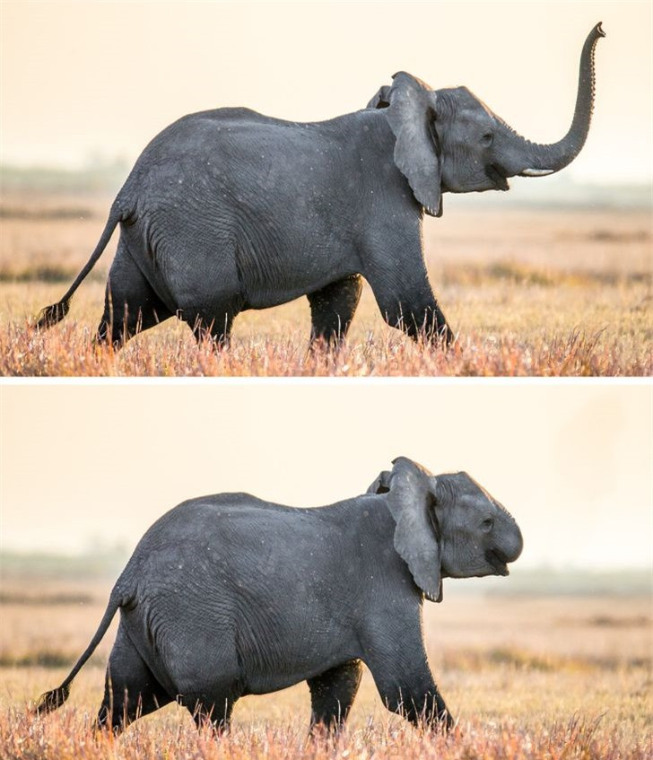 Các loài động vật mất đi điểm riêng biệt sẽ trông như thế nào? ảnh 6