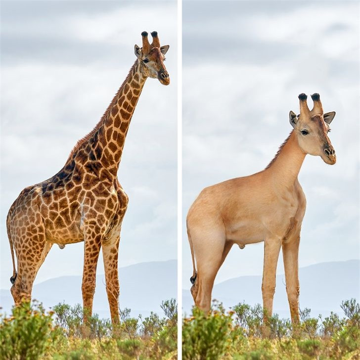 Các loài động vật mất đi điểm riêng biệt sẽ trông như thế nào? ảnh 5