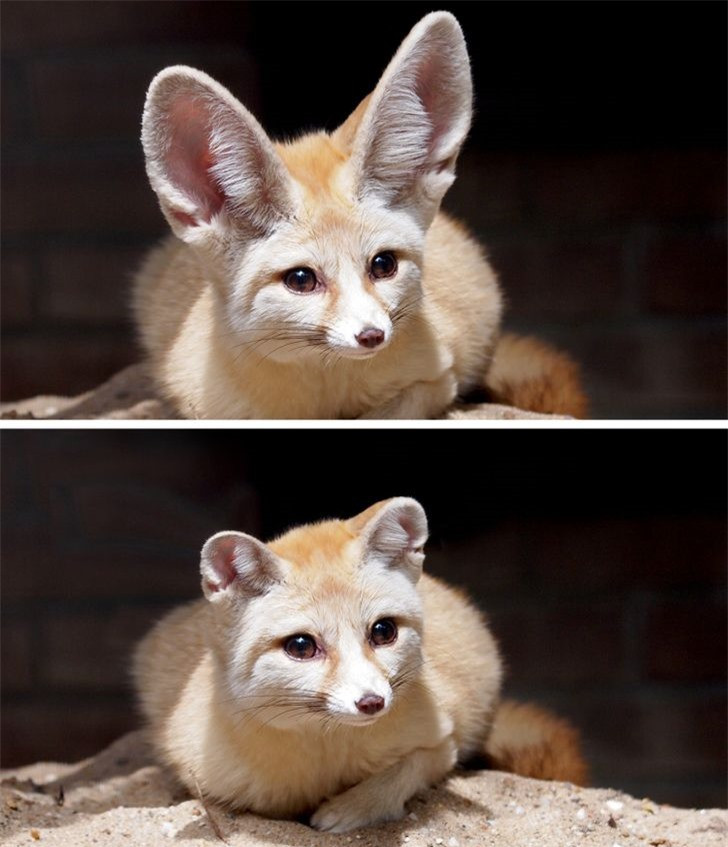 Các loài động vật mất đi điểm riêng biệt sẽ trông như thế nào? ảnh 8