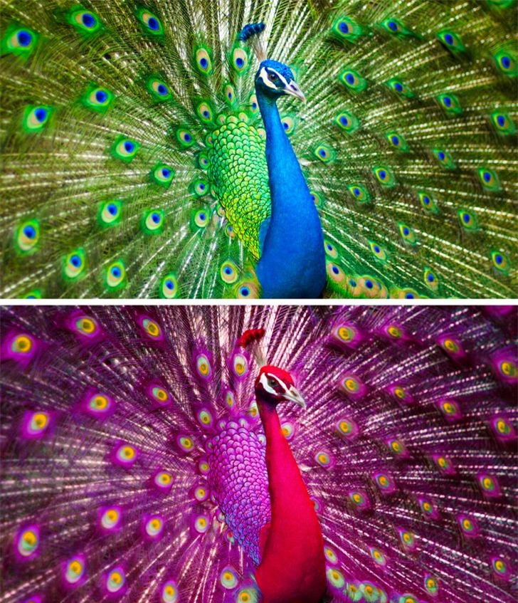 Các loài động vật mất đi điểm riêng biệt sẽ trông như thế nào? ảnh 9