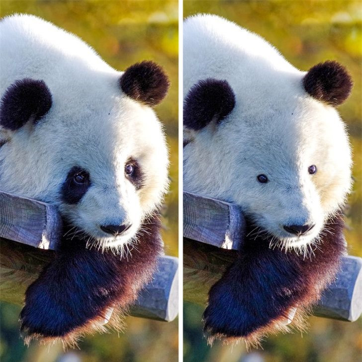 Các loài động vật mất đi điểm riêng biệt sẽ trông như thế nào? ảnh 1