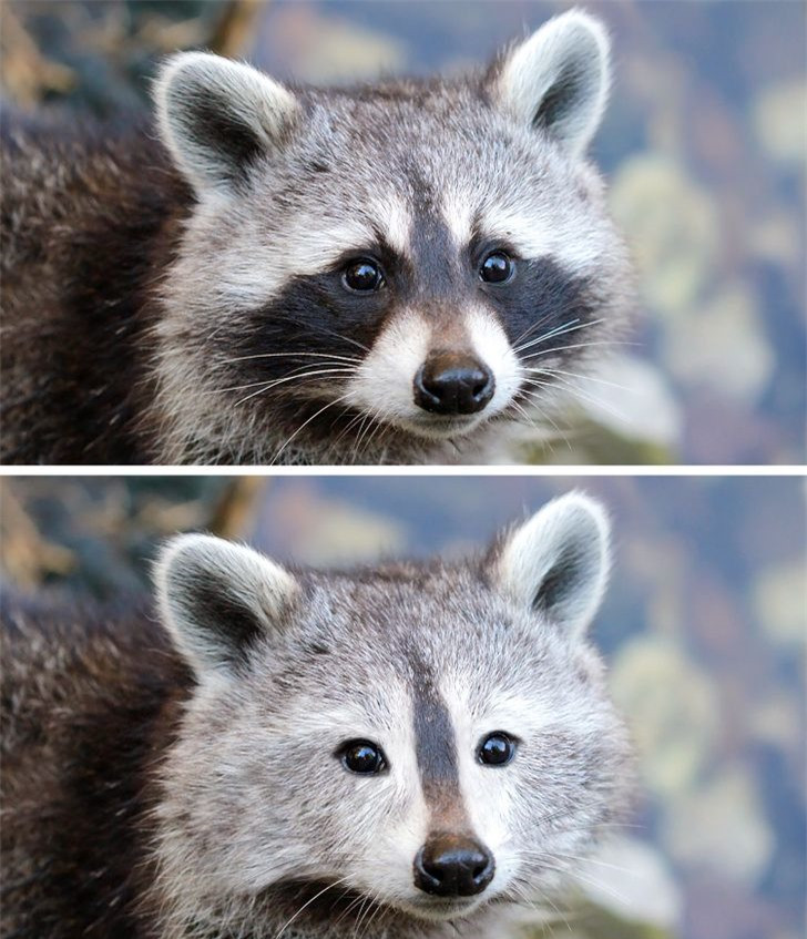 Các loài động vật mất đi điểm riêng biệt sẽ trông như thế nào? ảnh 2